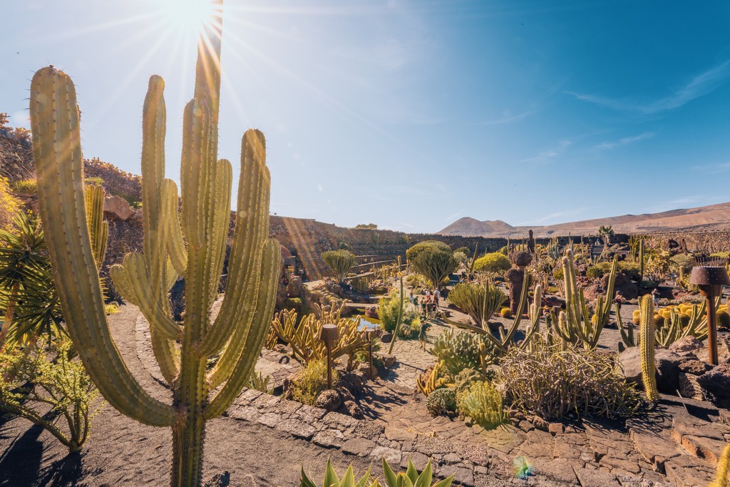 Cactus garden, Lanzarote, Canary Islands, Spain