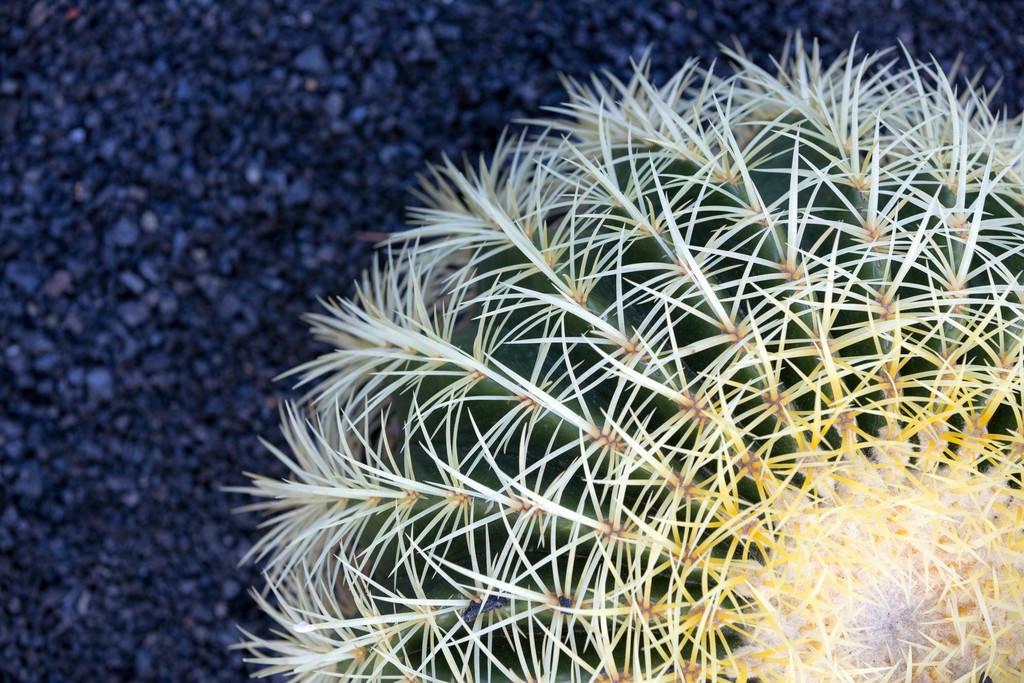 Graphic top view of a Golden Barrel cactus.