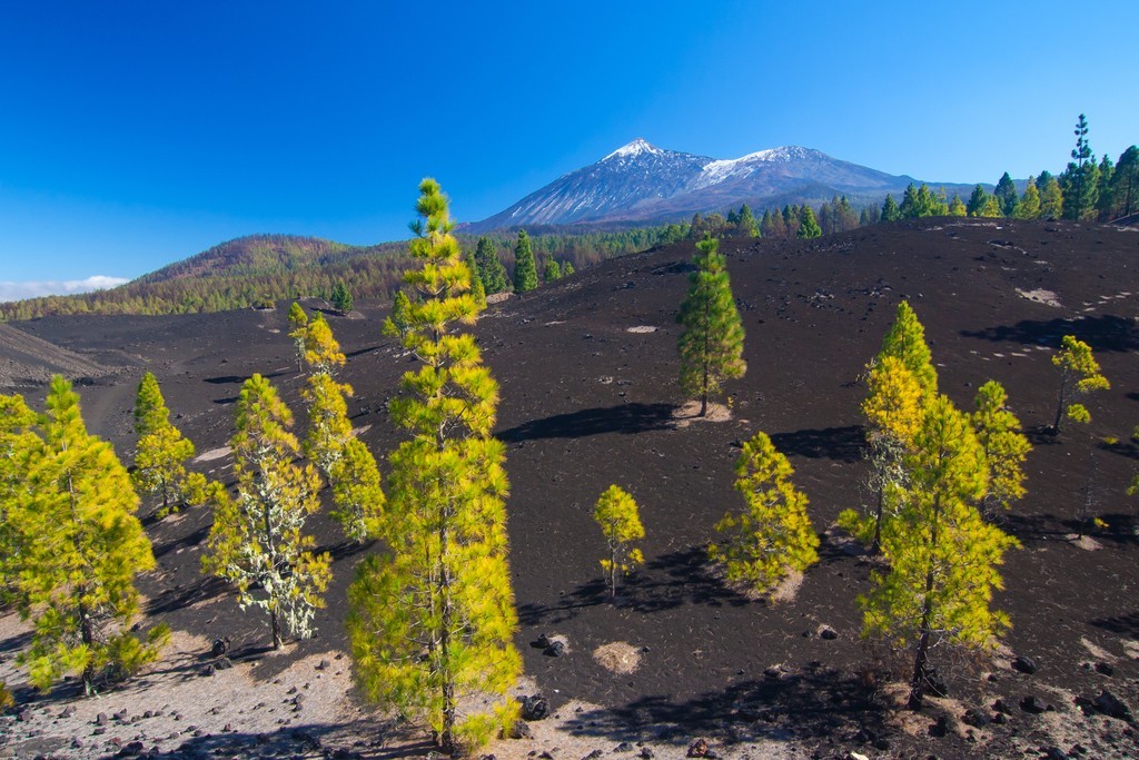 Tenerife volcanic nature with Teide in the background