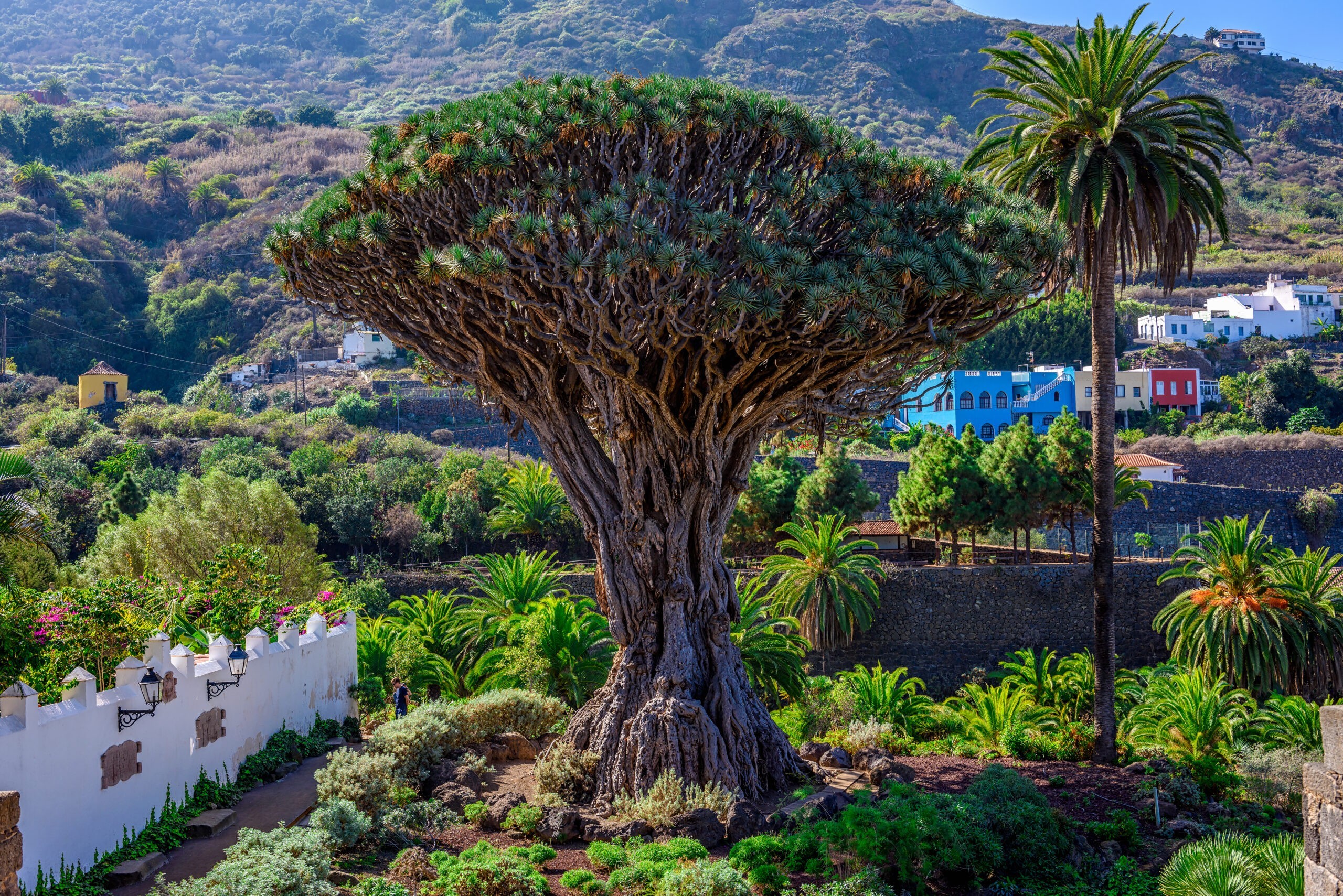 Kanaryjskie drzewo smocze lub drago milenairo. Starożytny okaz w Icod de los Vinos, Teneryfa. Hiszpania