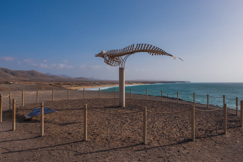 El Cotillo beach and village in Fuerteventura island Canary islands Spain on October, 2019 The whale statue
