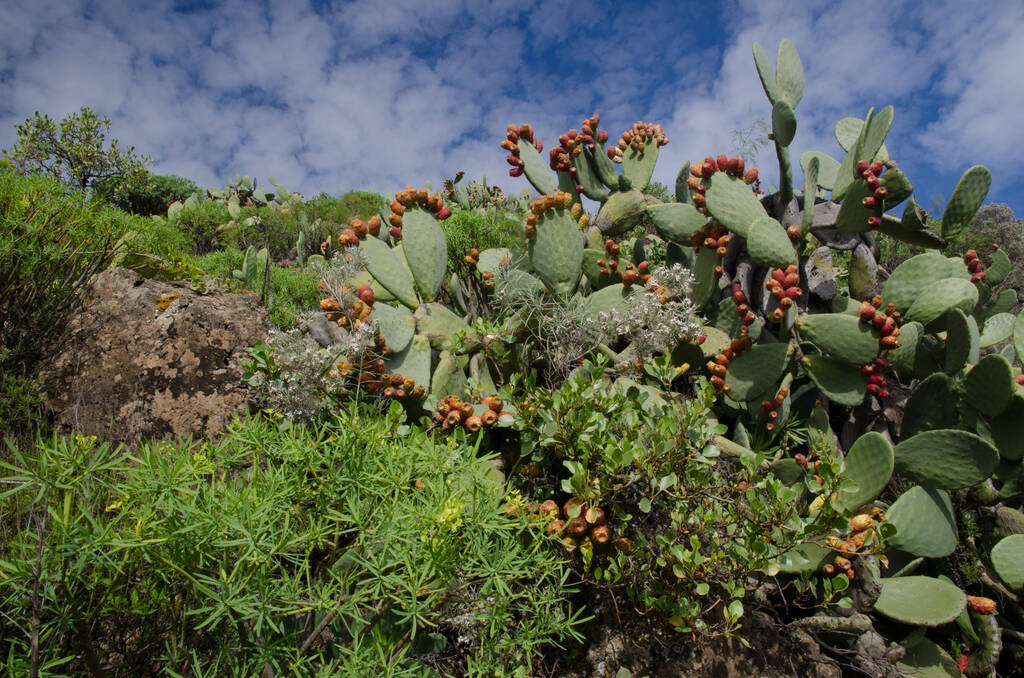 Vegetation with barbary fig (Opuntia maxima). Barranco de Guayadeque Natural Monument. Ingenio. Gran Canaria. Canary Islands. Spain.