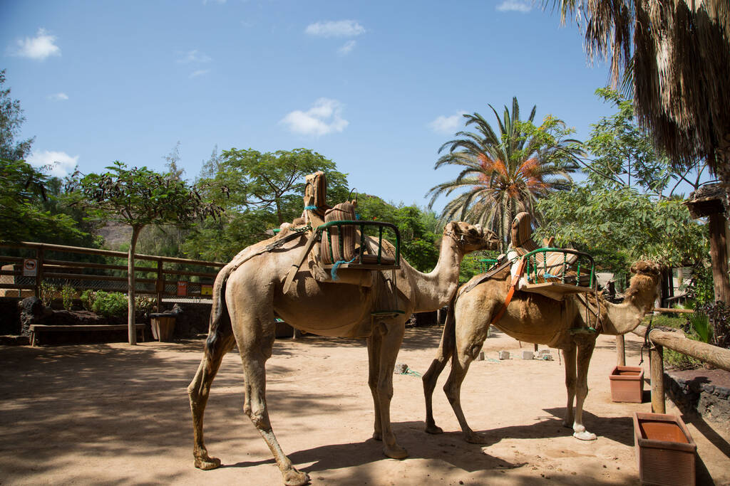 camel - oasis park