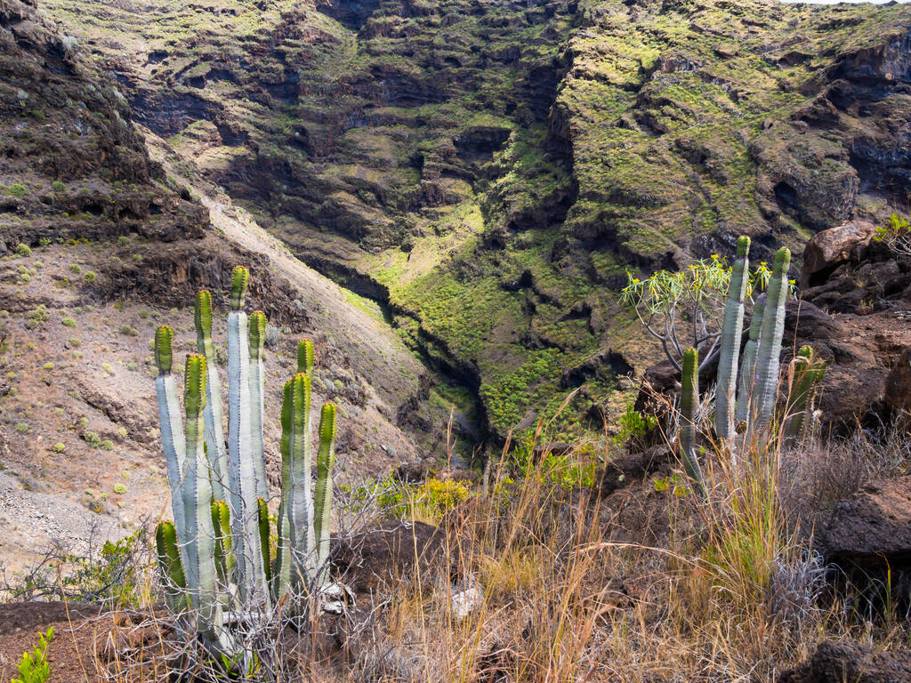Canary Island Spurge (Euphorbia canariensis), gorge on the Camino del Poris, route to Pirate's Cove, Tijarafe, La Palma, Canary Islands, Spain