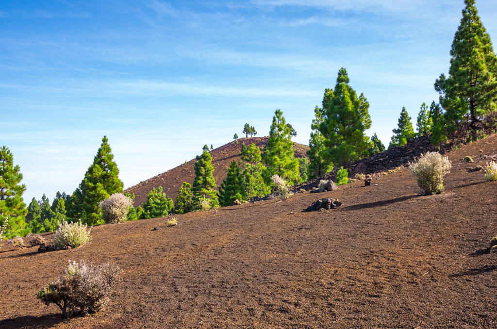 Canary pine trees near the path of Ruta de los Volcanes route in La Palma,Canary Islands