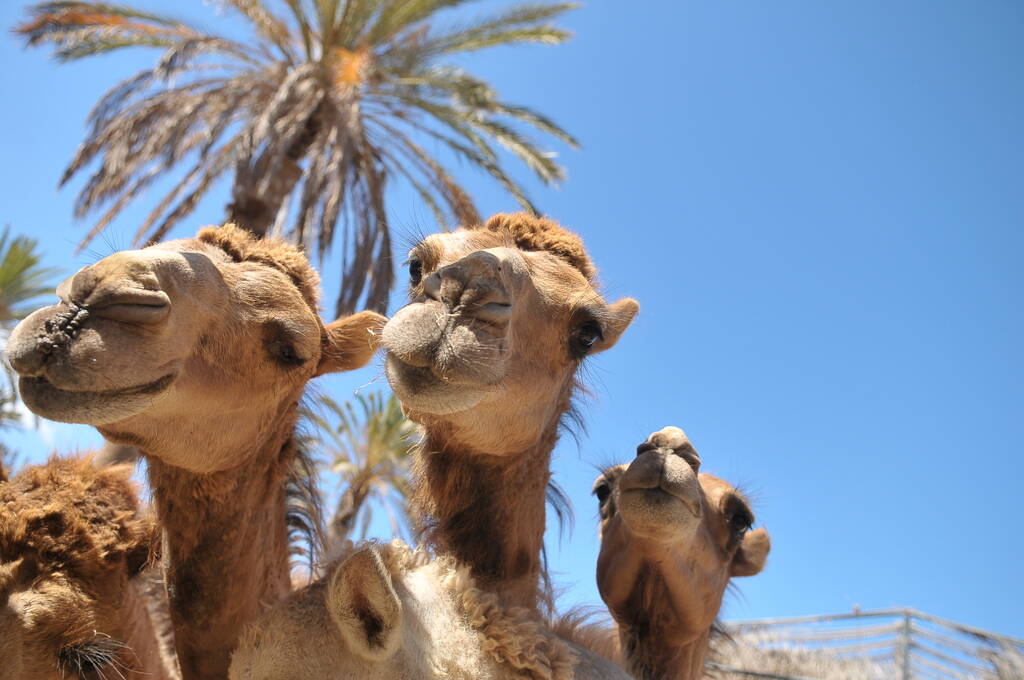 Ciekawość i radość wielbłądów w Oasis Park Zoo na jednej z Wysp Kanaryjskich - Fuerteventura. Ciekawe i gorące lato.