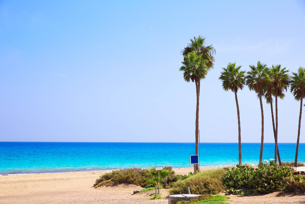 Costa Calma beach of Jandia Fuerteventura palm trees  Canary Islands
