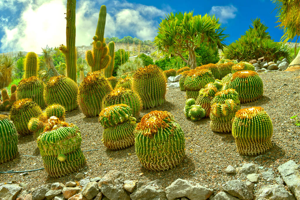 Ferocactus stainesii cactus eventually grows into a robust clump of chunky columns, in La Oliva, Fuerteventura one of the Canary Islands