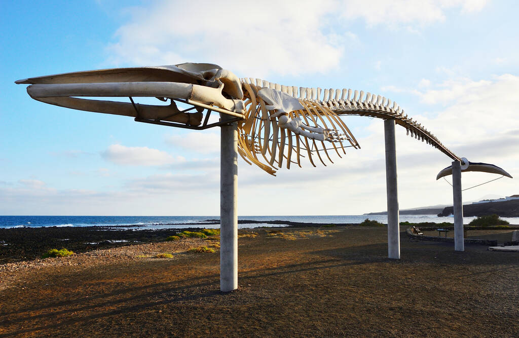 FUERTEVENTURA CANARY ISLANDS -
 JANUARY 2018 - Cetacean skeleton in the Salt Museum of Fuerteventura Canary Islands