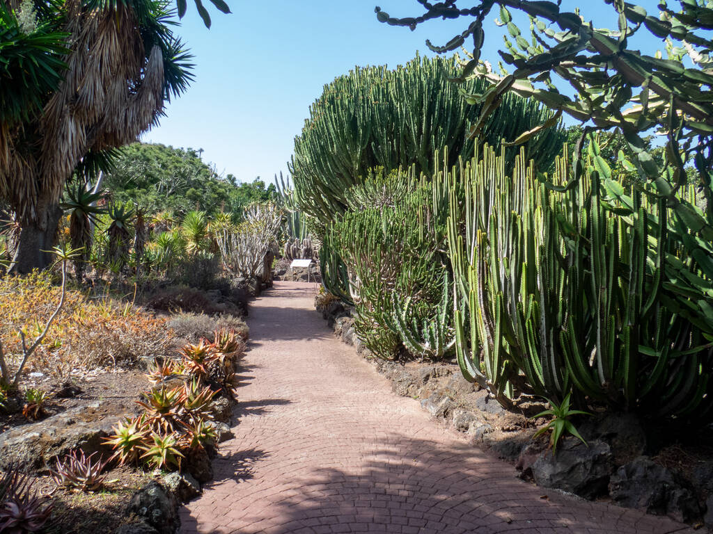 Gran Canaria/Spain - August 9 2019: Jardín Botánico Canario Viera y Clavijo, the full name of the botanical garden on Gran Canaria, Canary Islands.