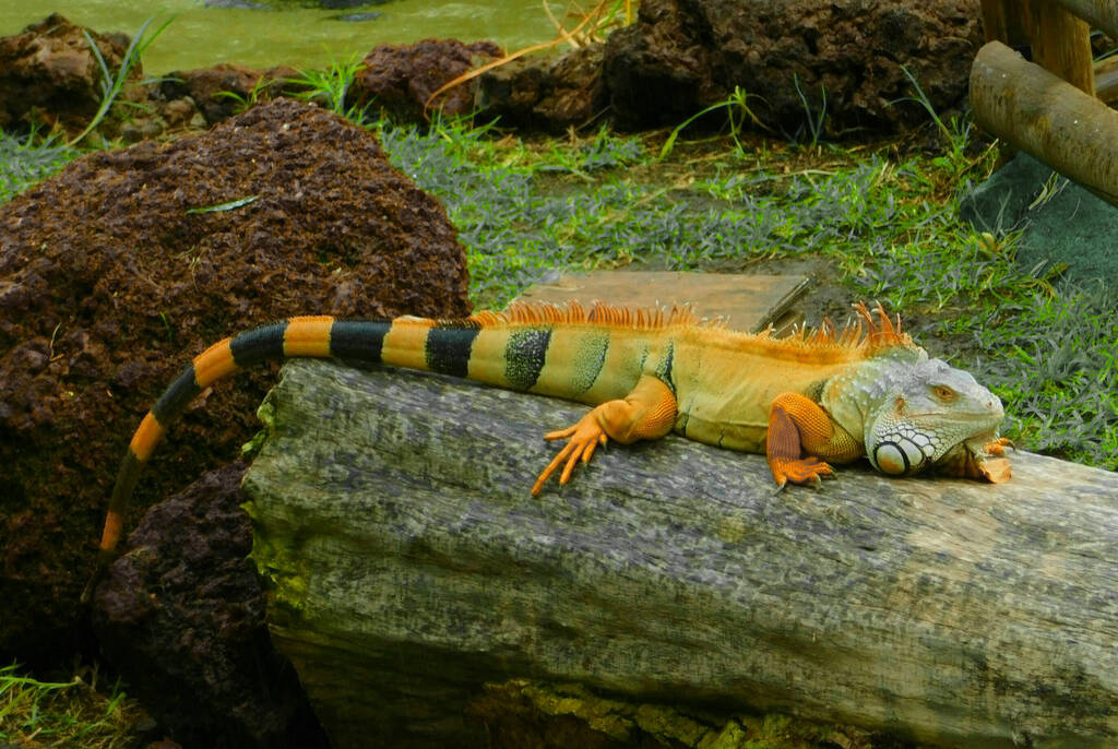 Orange iguana in Oasis park Fuerteventura