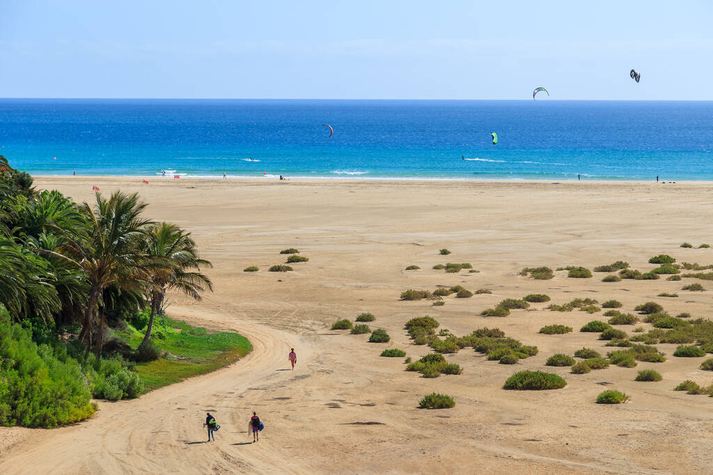 Palm trees and couple of people walking on Sotavento beach with kite surfers on ocean water, Fuerteventura, Canary Islands, Spain