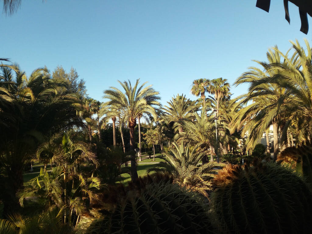 Palm trees in a garden in San Agustín / Gran Canaria