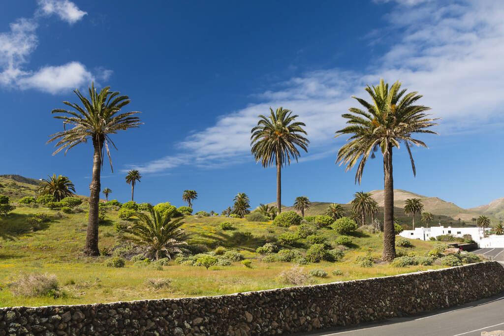 Palm Tress in the Valley of a Thousand Palms near Haria, Lanzarote, Spain.