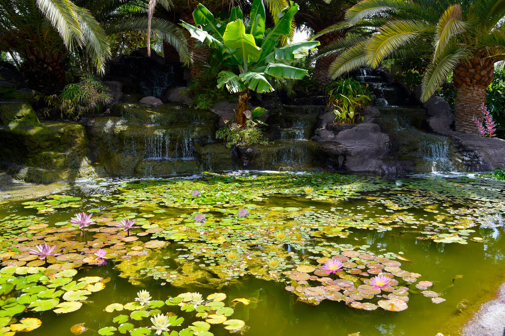 Tropical water garden in La Oliva, Fuerteventura one of the Canary Islands