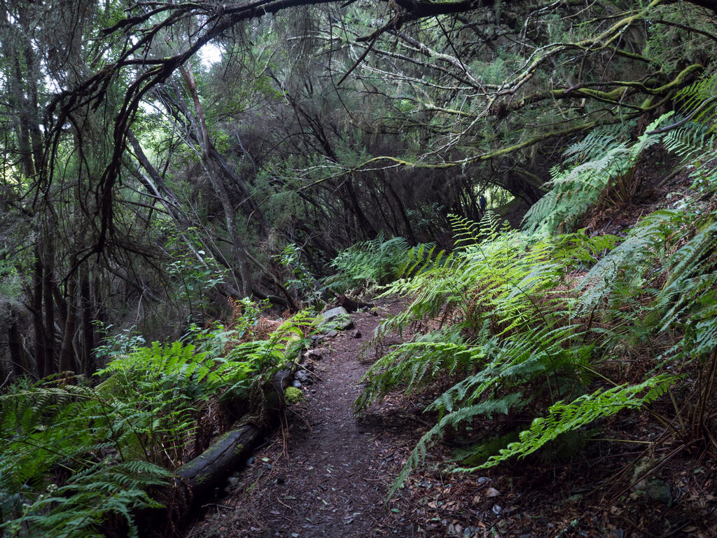 La Zarza nature park with path in beautiful mysterious Laurel forest, laurisilva in the northern part of La Palma, Canary Islands, Spain