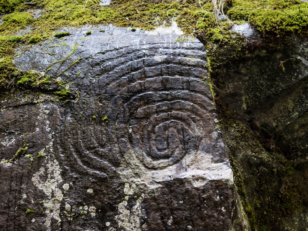 Spiral petroglyph carved in stone in La Zarza nature park archeological site in Laurel forest, laurisilva in the northern part of La Palma, Canary Islands, Spain.
