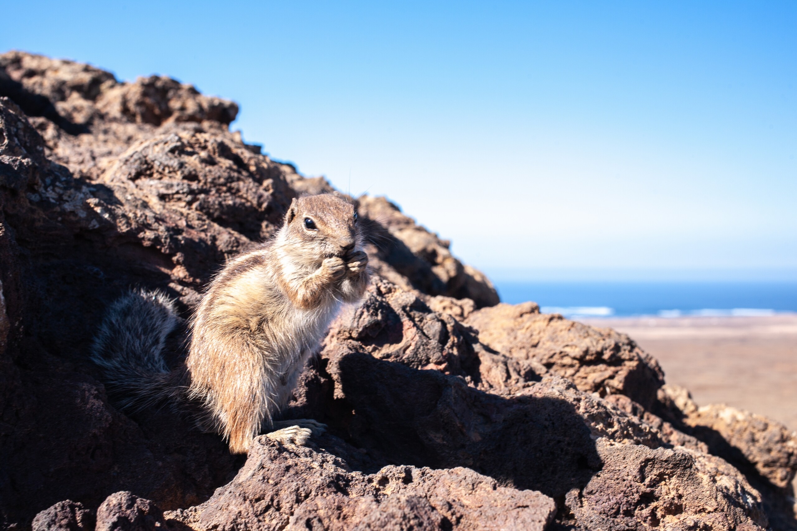 Zaciekawiona wiewiórka berberyjska na kalderze wulkanu Calderón Hondo na Fuerteventurze.