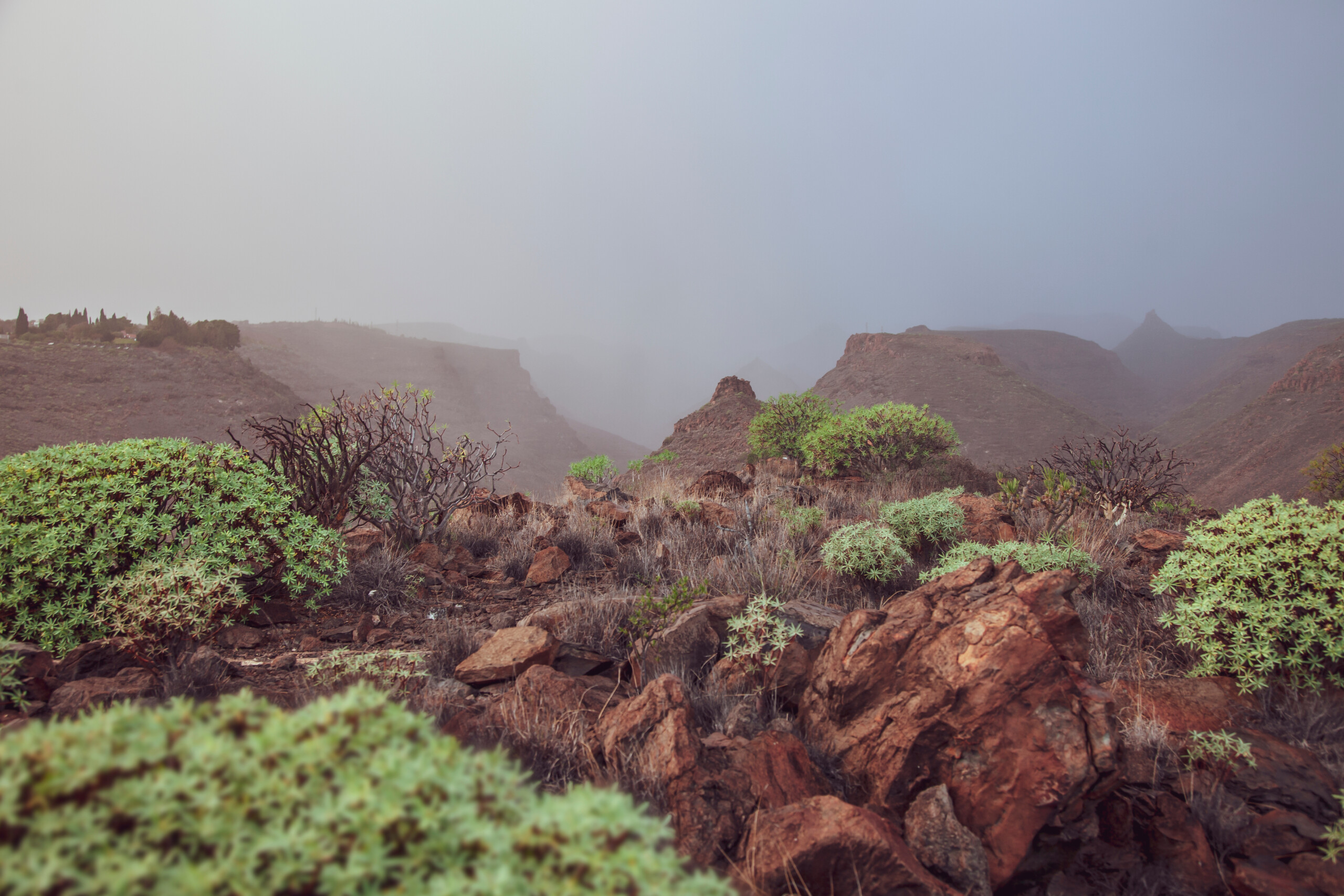 Czerwone wulkaniczne skały wyspy La Palma w tle naturalnego krajobrazu w Dolinie Marynarza