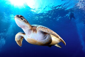 Teneryfa – gdzie i kiedy można zobaczyć żółwie?