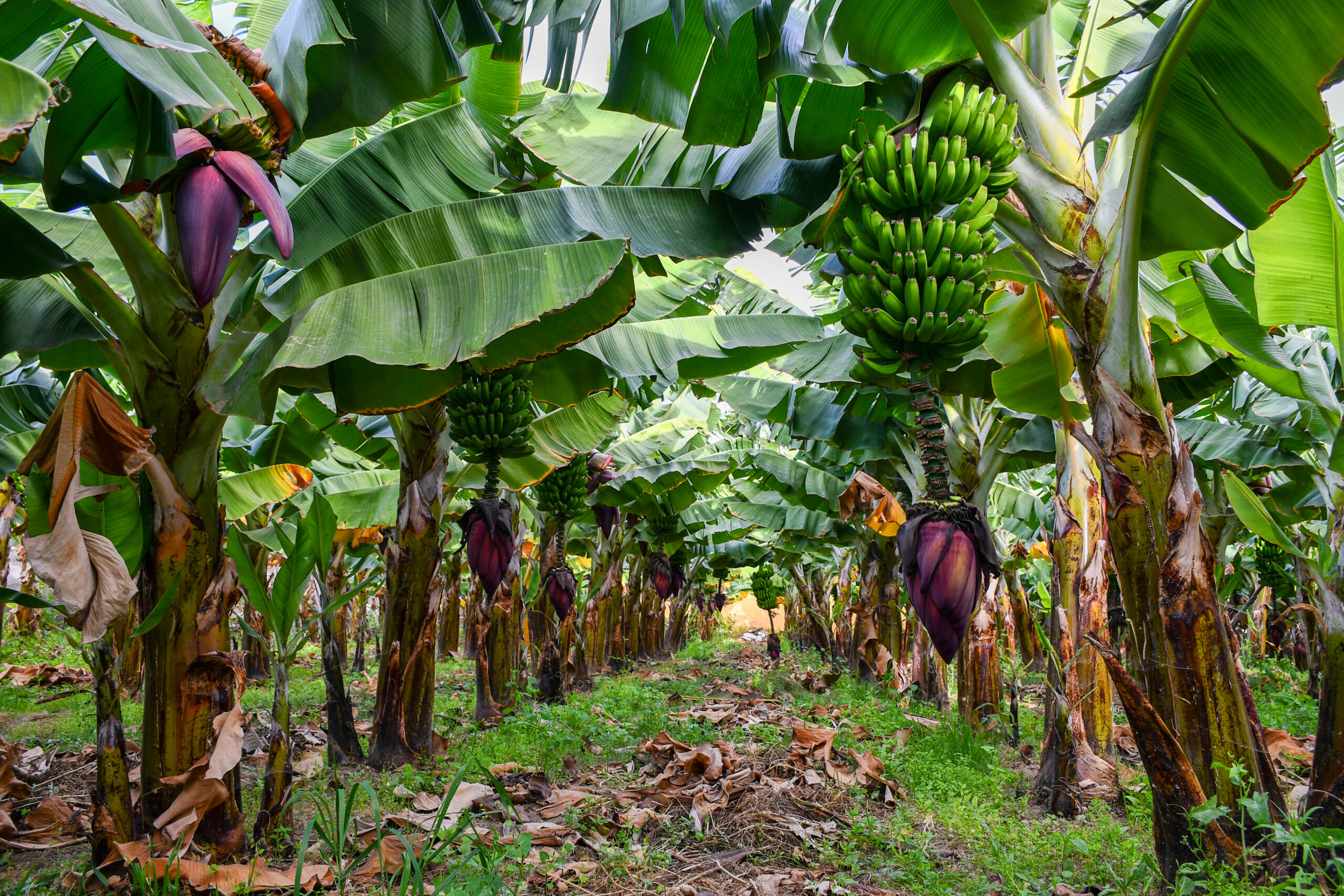Plantacja bananów na Gran Canarii, Wyspy Kanaryjskie (gałąź i kwiat), luty 2020, licencja: shutterstock/By leslie78