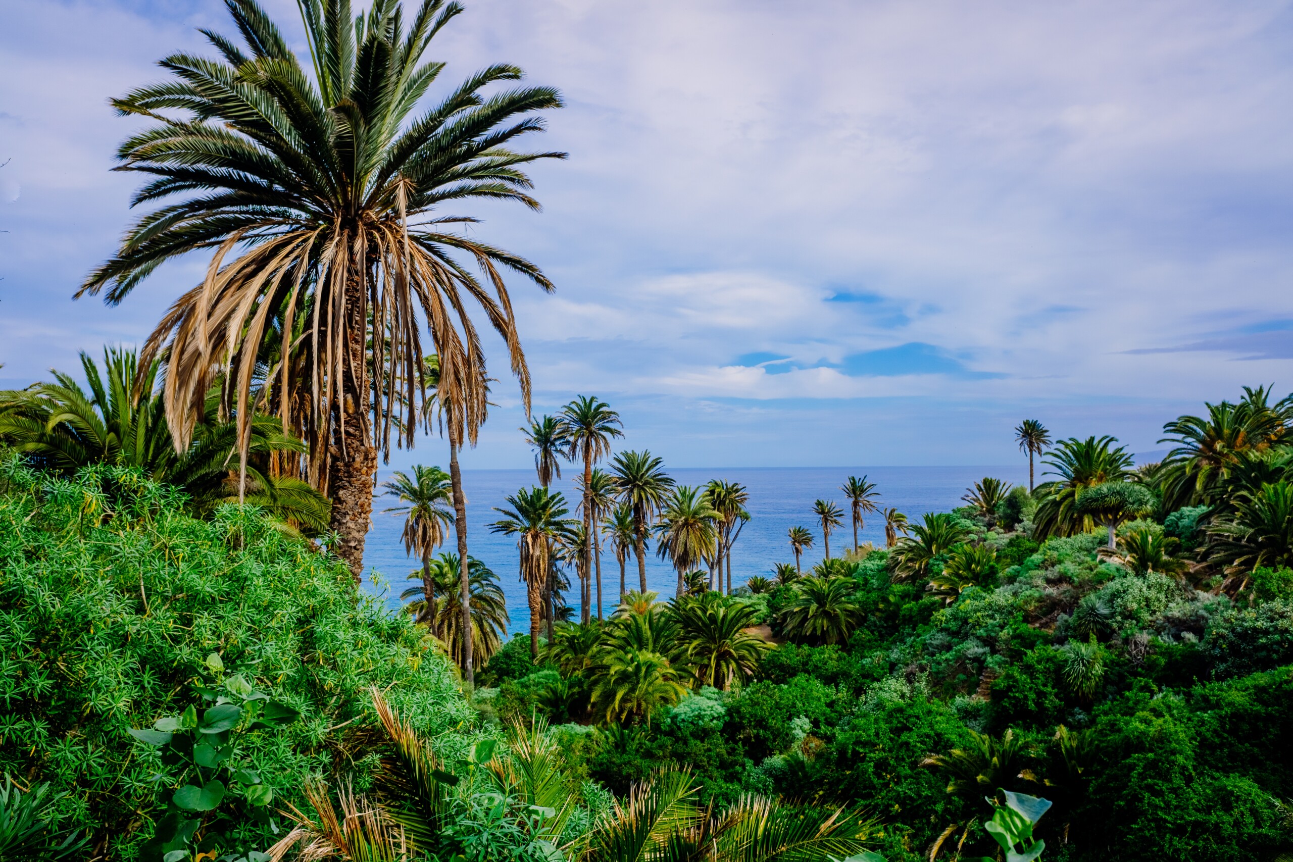 Plantacja bananowców i owoców tropikalnych w pobliżu morza. Teneryfa, Wyspy Kanaryjskie.